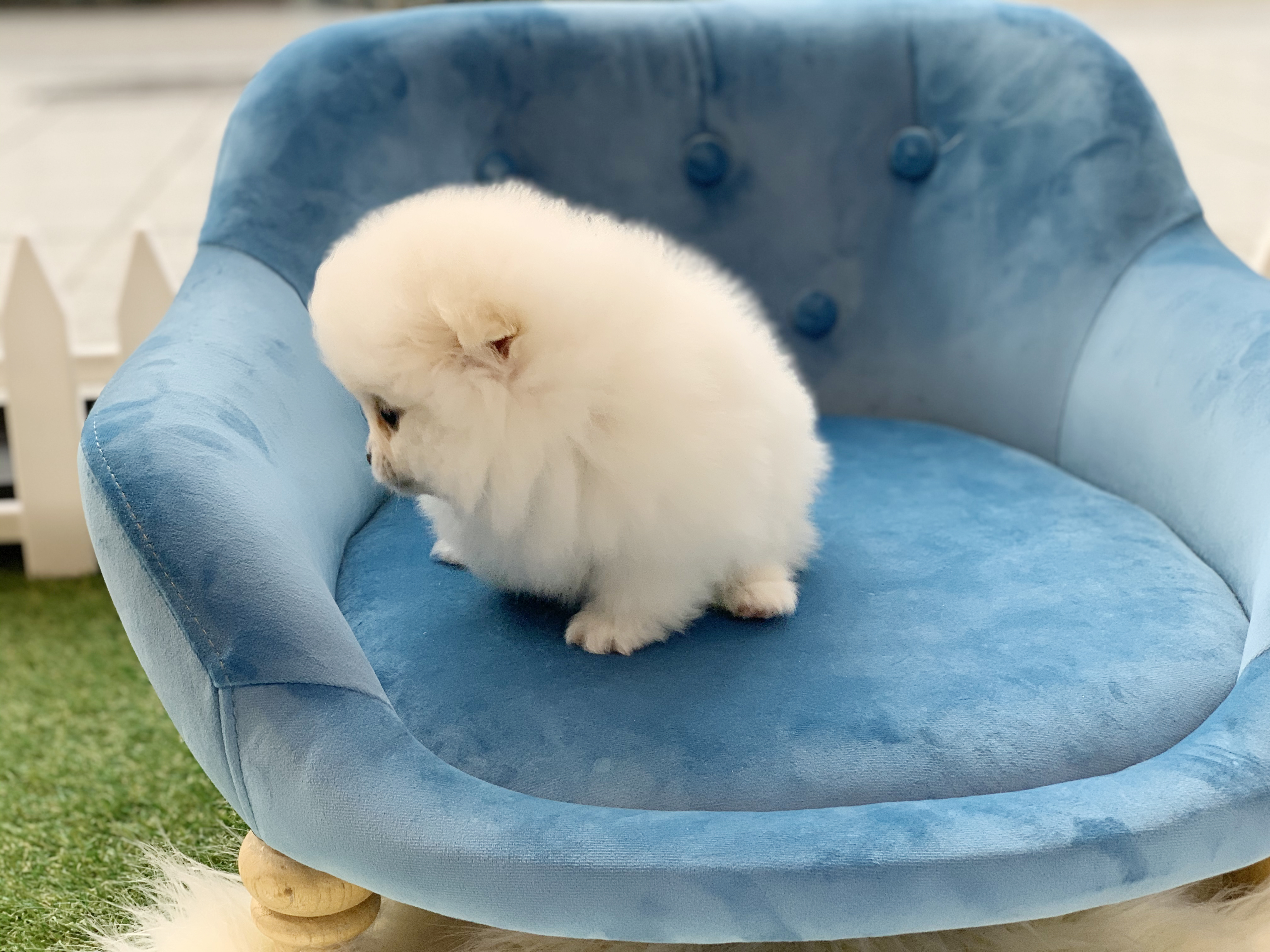 大特価!!】 ドッグマーカー 専用 宝島様 HM50未使用新品 猟犬 狩猟 