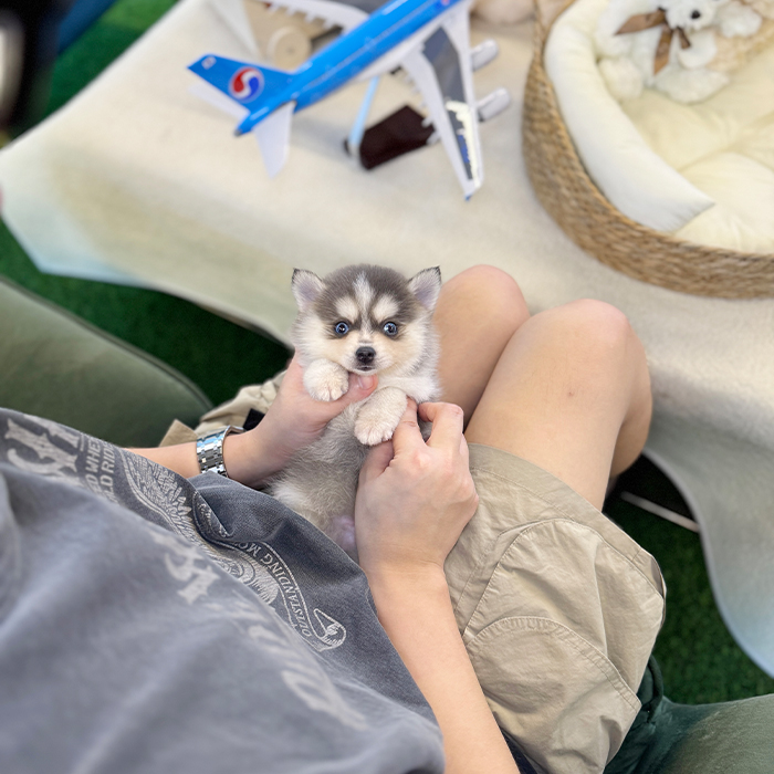 폼스키- 라이 (남아)