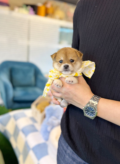 시바견 - 시누 (남아)