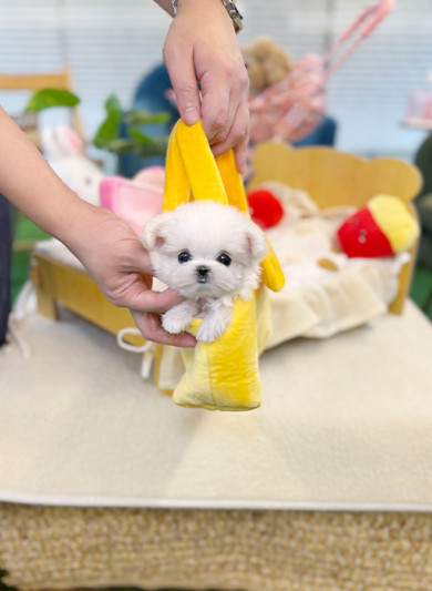 말티즈 - 두콩 (여아)