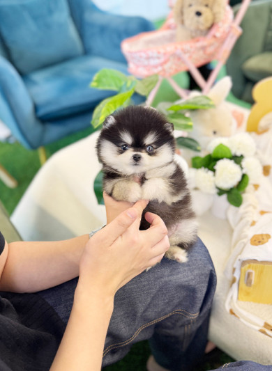 폼스키- 블루 (남아)