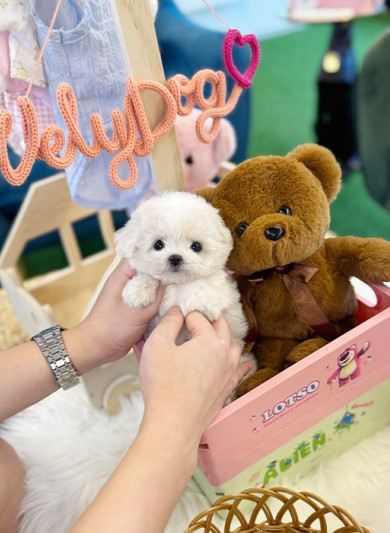 미니 비숑프리제 - 도도 (여아)