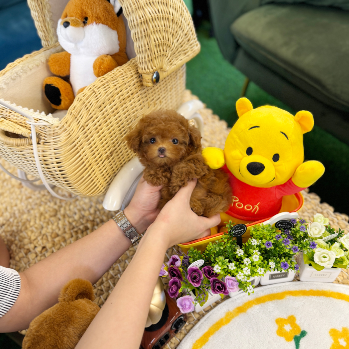 레드 토이푸들 - 무지 (여아)