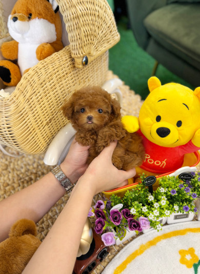 레드 토이푸들 - 무지 (여아)