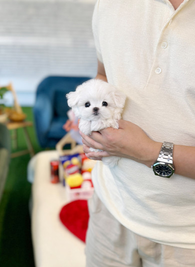 말티즈 - 미코 (남아)