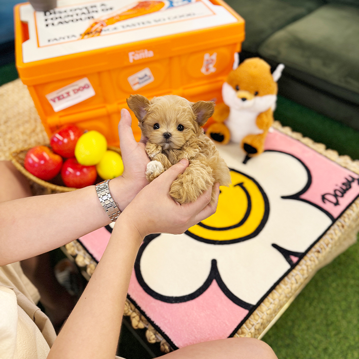 말티푸 - 잔디 (여아)