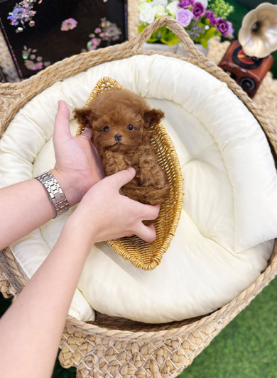 레드 토이푸들 - 점이 (남아)