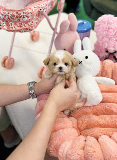 말티푸 - 팝이 (여아)