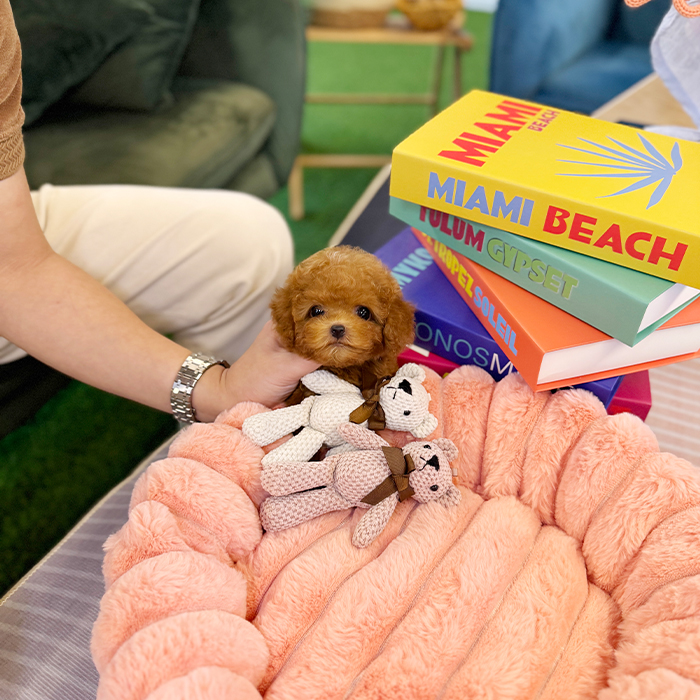 레드 토이푸들 - 디오 (남아)