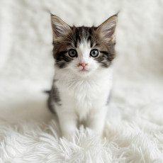 노르웨이 숲 - 노리 (남아)