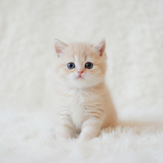 브리티쉬 숏헤어 - 로우 (여아)