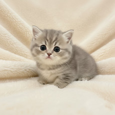 먼치킨 - 쇼리 (남아)