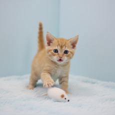 브리티쉬 숏헤어 - 라떼 (여아)