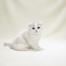 스코티쉬 폴드 - 포토 (여아)