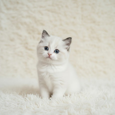 렉돌 - 트리 (남아)