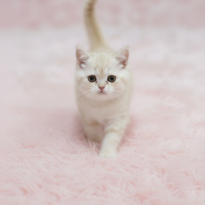 브리티쉬 숏헤어 - 리베 (여아)