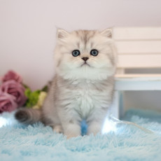 페르시안 친칠라 - 캐논 (남아)