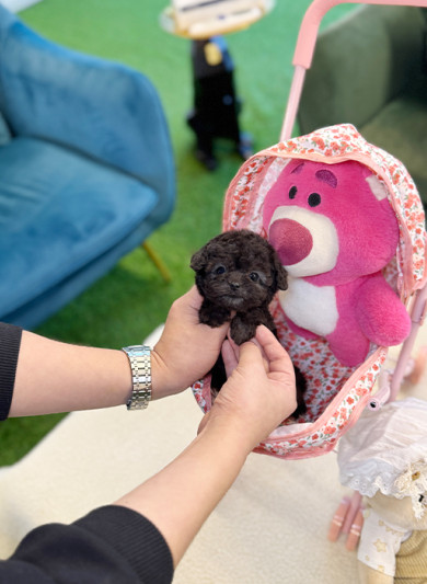실버 토이 푸들 - 해수 (남아)