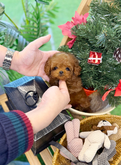 레드 토이 푸들 - 두키 (여아)