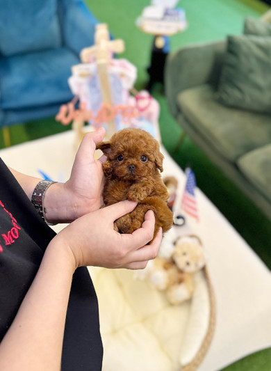 레드 토이 푸들 - 비도 (여아)