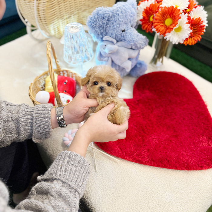 말티푸 - 피니 (여아)