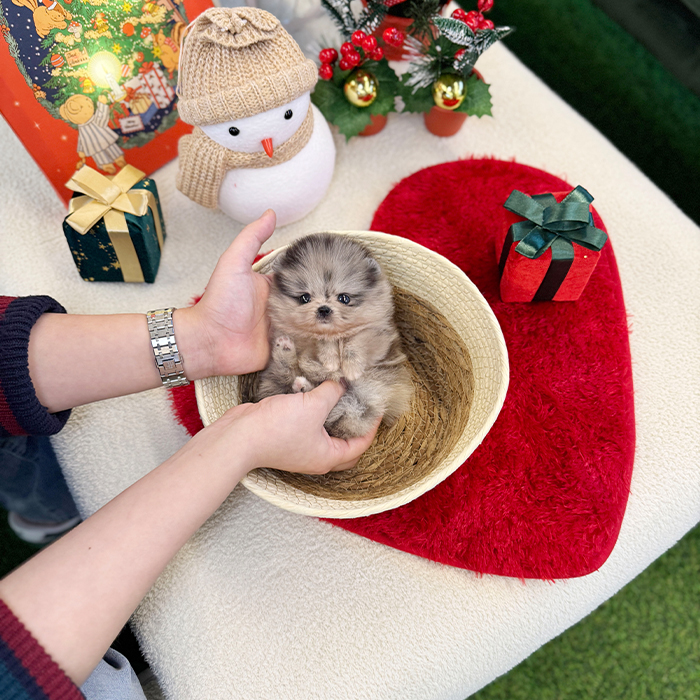 블루멀 포메라니안 - 블리 (여아)