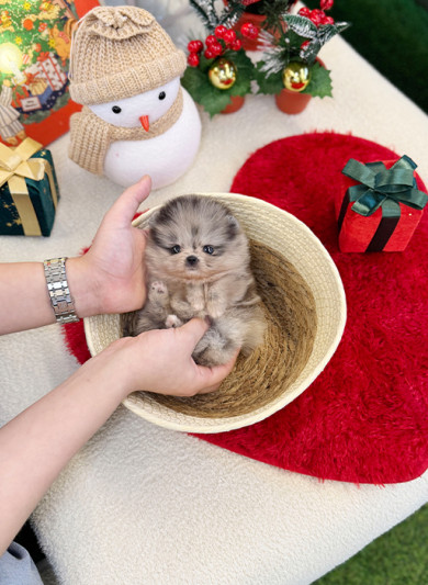 블루멀 포메라니안 - 블리 (여아)