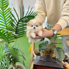 폼스키 - 퐁키 (여아)