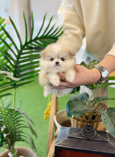 폼스키 - 퐁키 (여아)