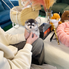 폼스키 - 키라 (여아)