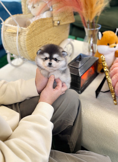 폼스키 - 키라 (여아)