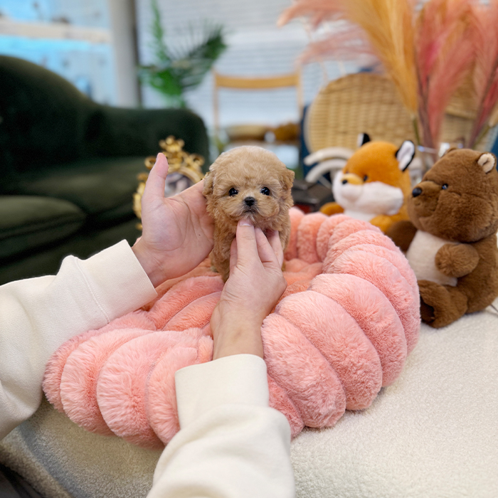 말티푸 - 밀로 (여아)