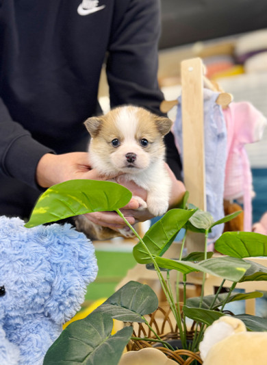 웰시코기 - 통통이 (왕자)