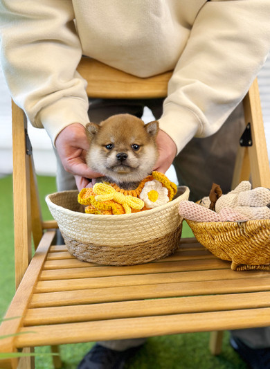 시바견 - 누키 (남아)