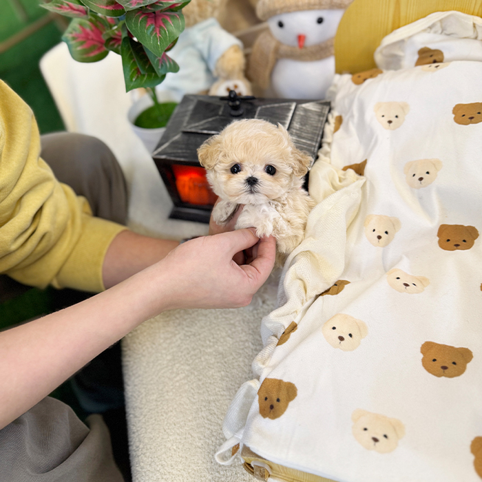 말티푸 - 인나 (여아)