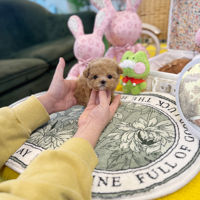 말티푸 - 노바 (여아)