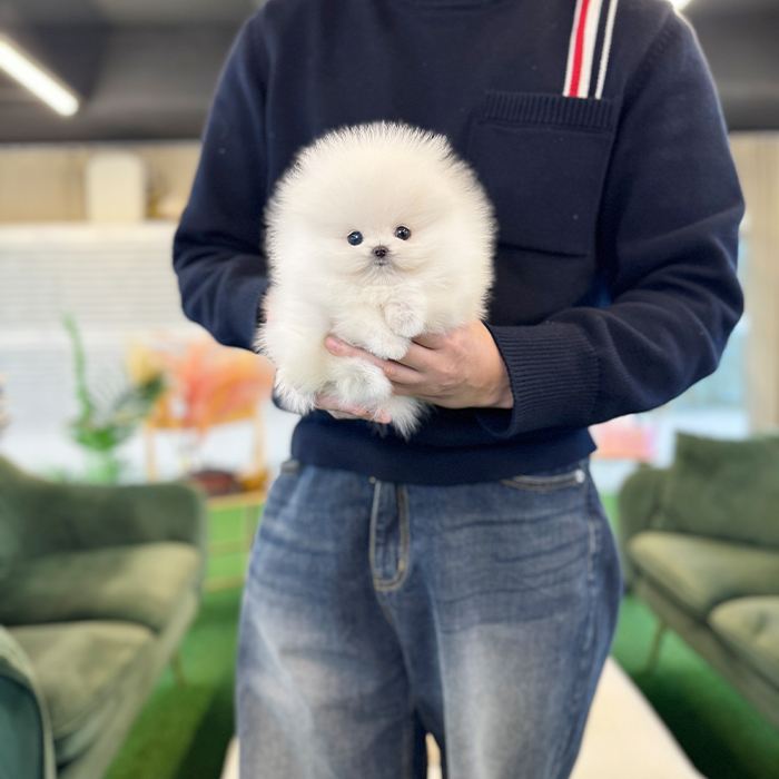 포메라니안 - 흰눈이 (여아)