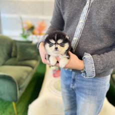 폼스키 - 루시 (여아)