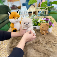 말티폼 - 루꽁(여아)