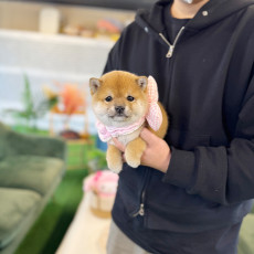 시바견 - 여울이(여아)