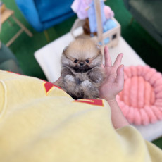 포메라니안 - 펀치 (남아)