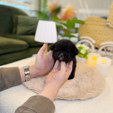 실버 토이푸들 - 버글(남아)