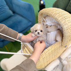 말티푸 - 깨루(남아)