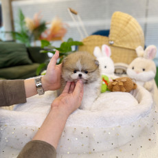 파티 포메라니안 - 토디(남아)