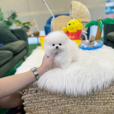 포메라니안 - 꽃봉이 (여아)