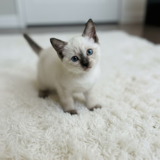 샴 - 앙꼬 (남아)