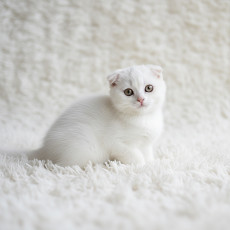 스코티쉬 폴드 - 블랑카 (여아)