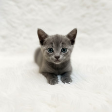 러시안블루 - 바꾸 (남아)