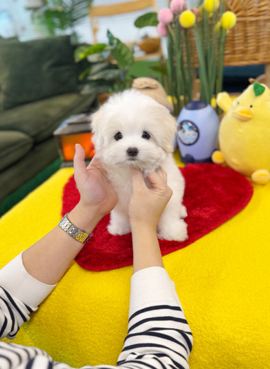 꼬똥 드 툴레아 - 레아 (여아)