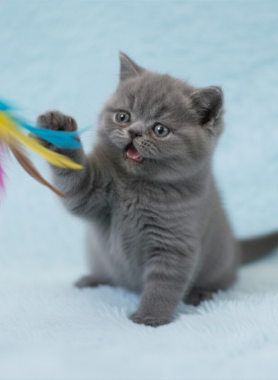 엑죠틱 숏헤어 - 꾸비 (남아)